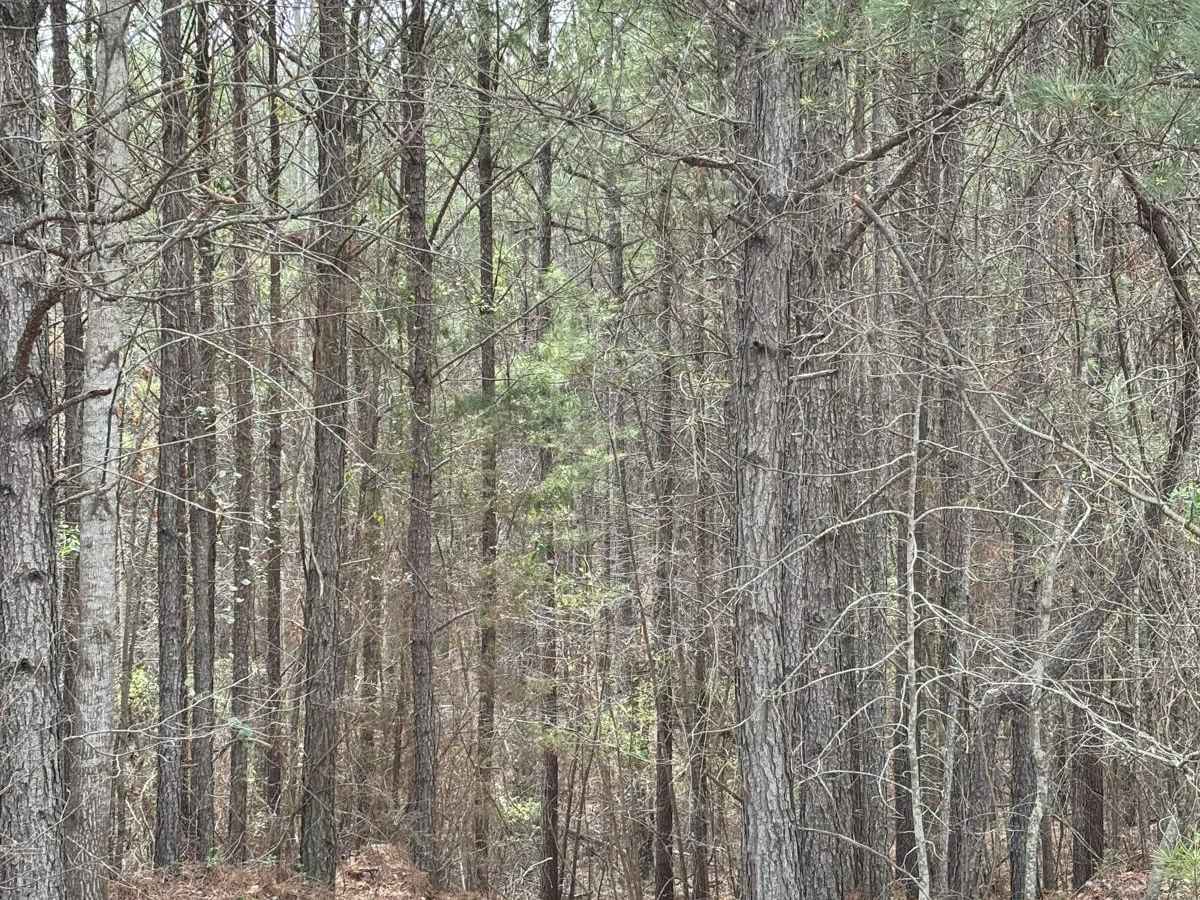 424 trail photo