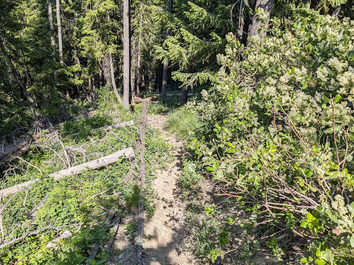 Lee Ridge Trail 295 photo 6