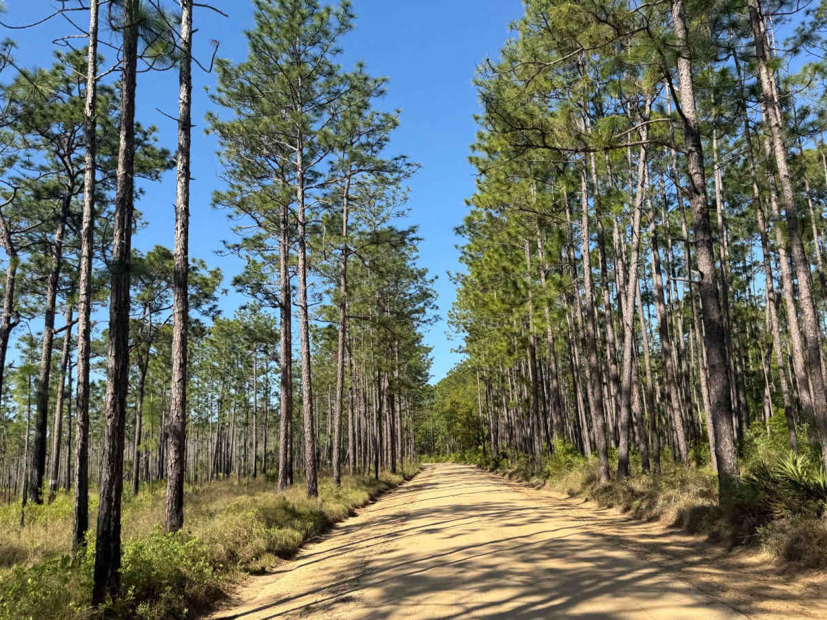 Briar Patch Road - FS 123 South photo 5
