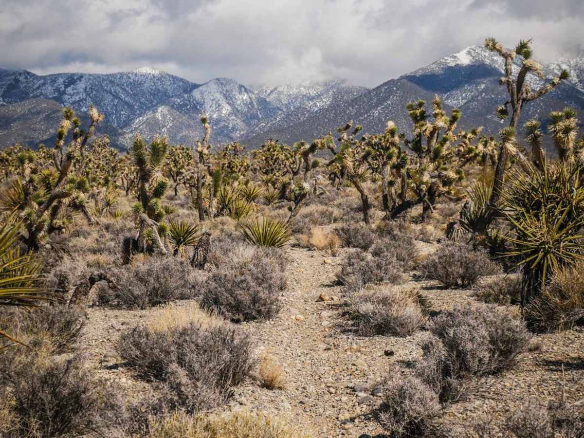 Cactus Trail photo 4
