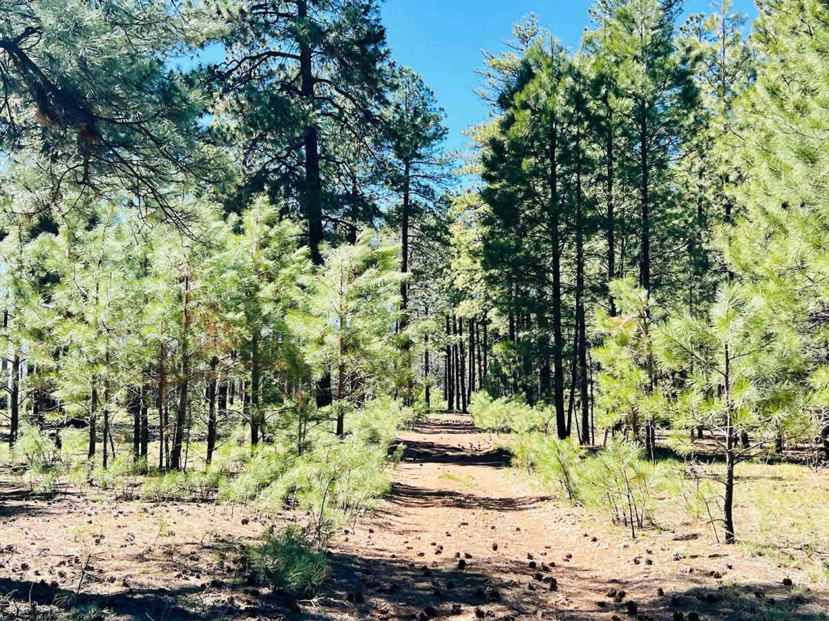 FR-6362 More Trees photo 5