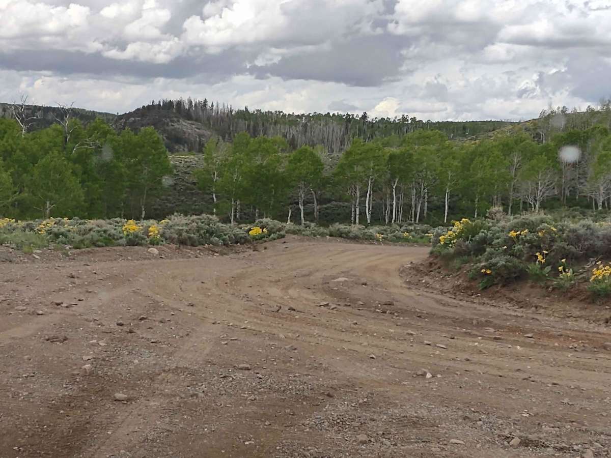 Box Creek Road (FS# 40069) photo 2
