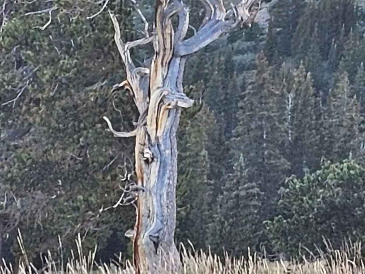 Dolly Varden Road (Windy Ridge) photo 4