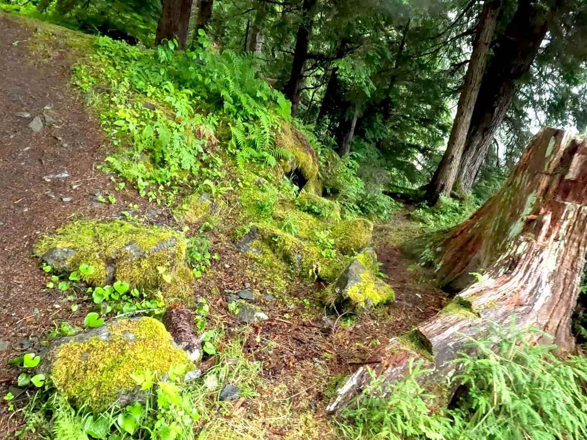 Woodpecker Road 6245 photo 3