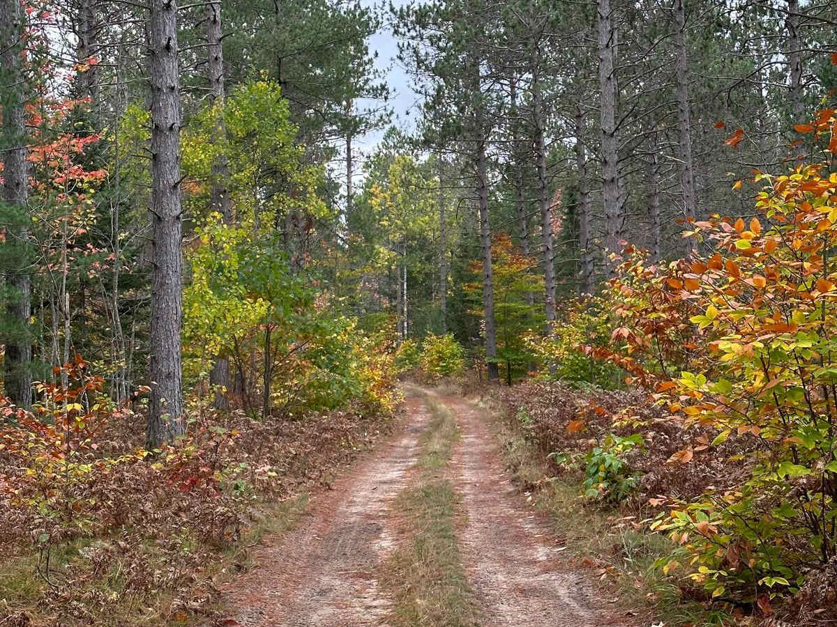 BC Cooke - FS 2349 trail photo