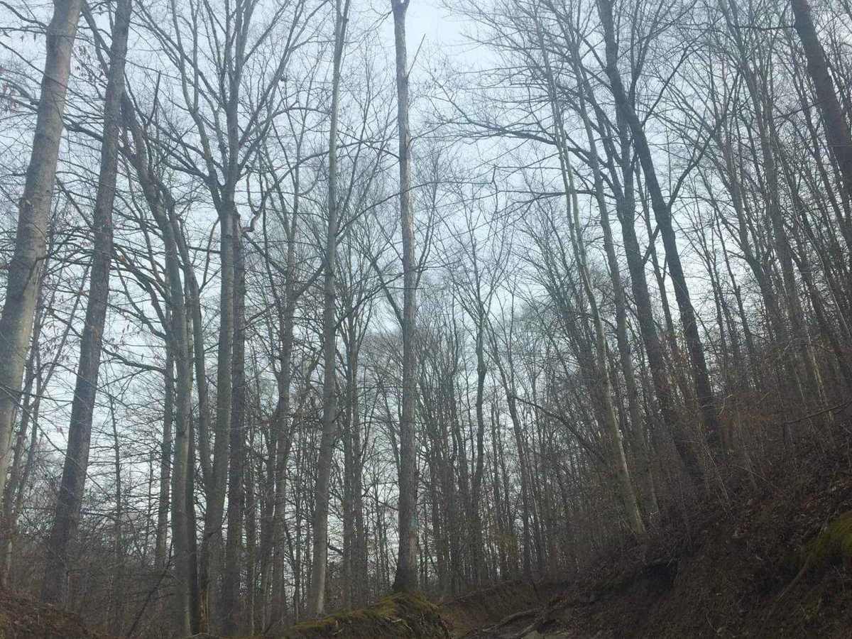 Albright photo 4