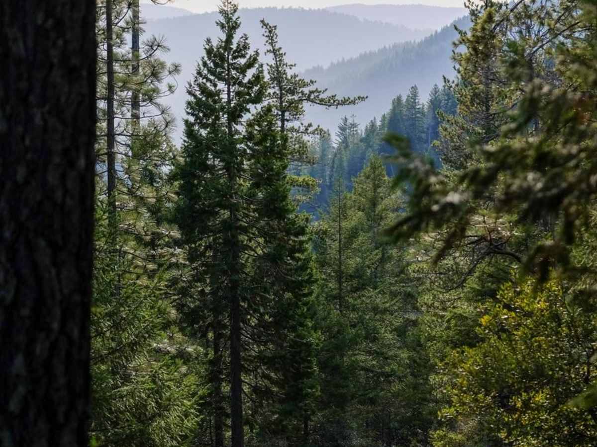 Gasquet Mountain Road - FSR 17N49 photo 2