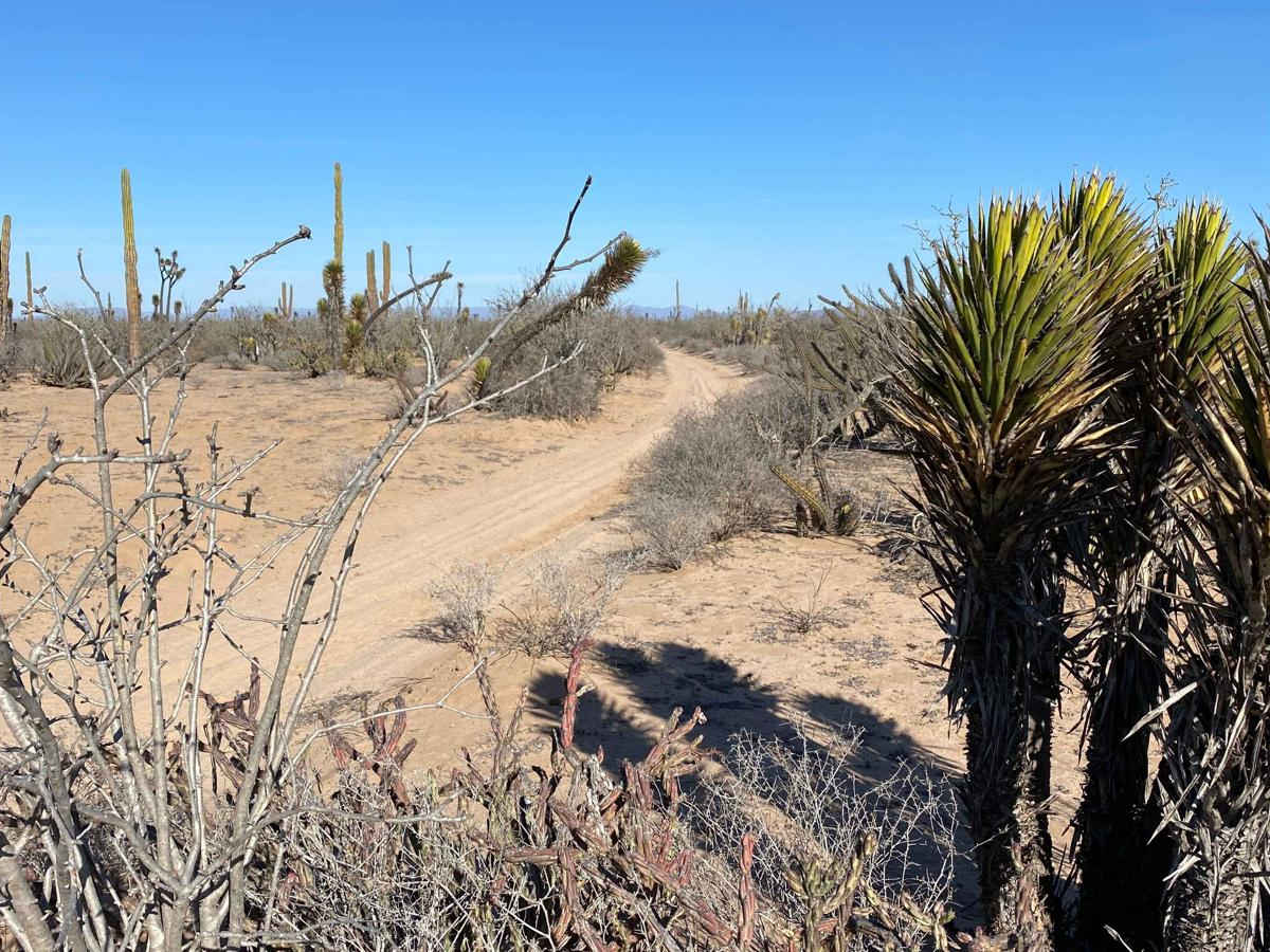 Vizcaino Cutoff trail photo