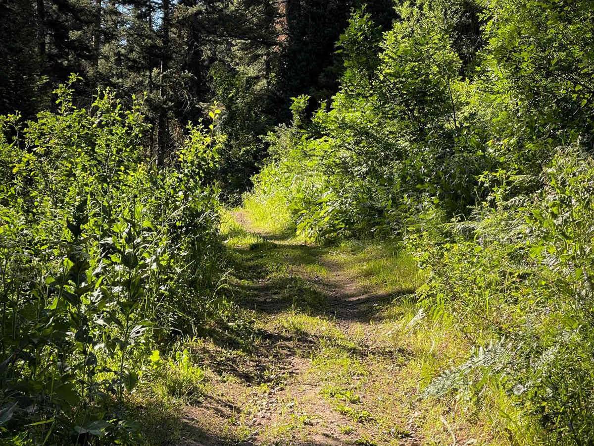 North Grove Creek photo 2