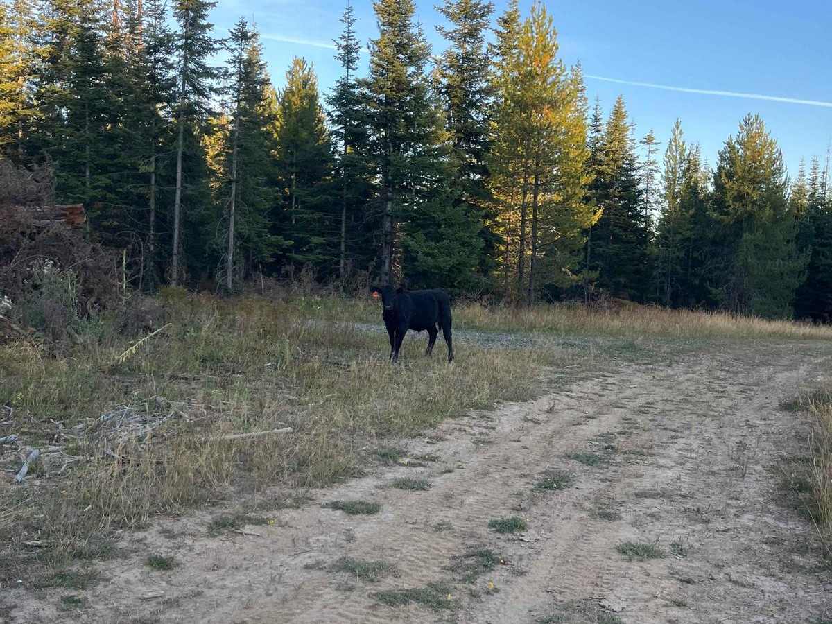 Moose Creek Spur photo 6