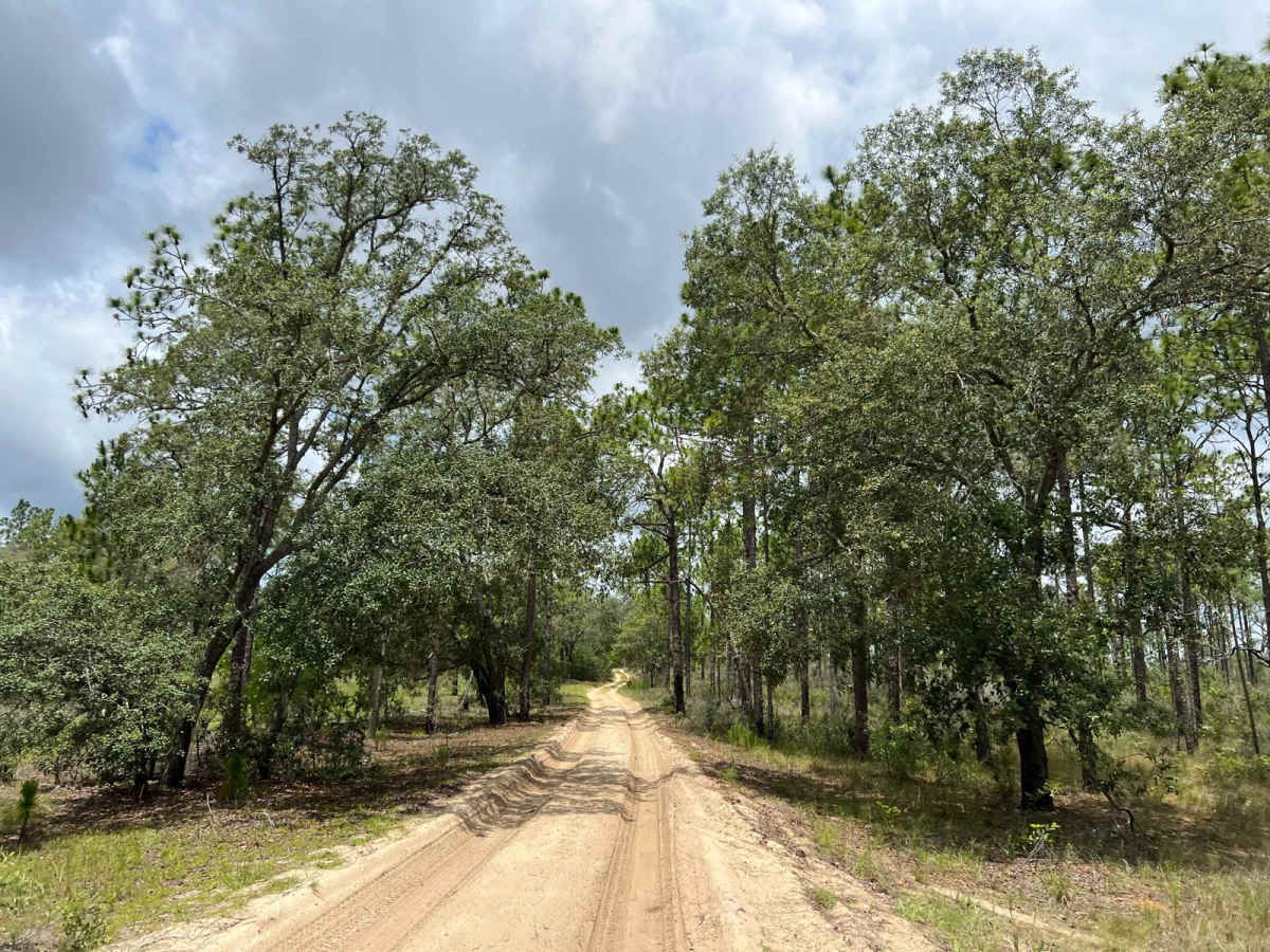 Citrus Wildlife Management | Trail 16 photo 5