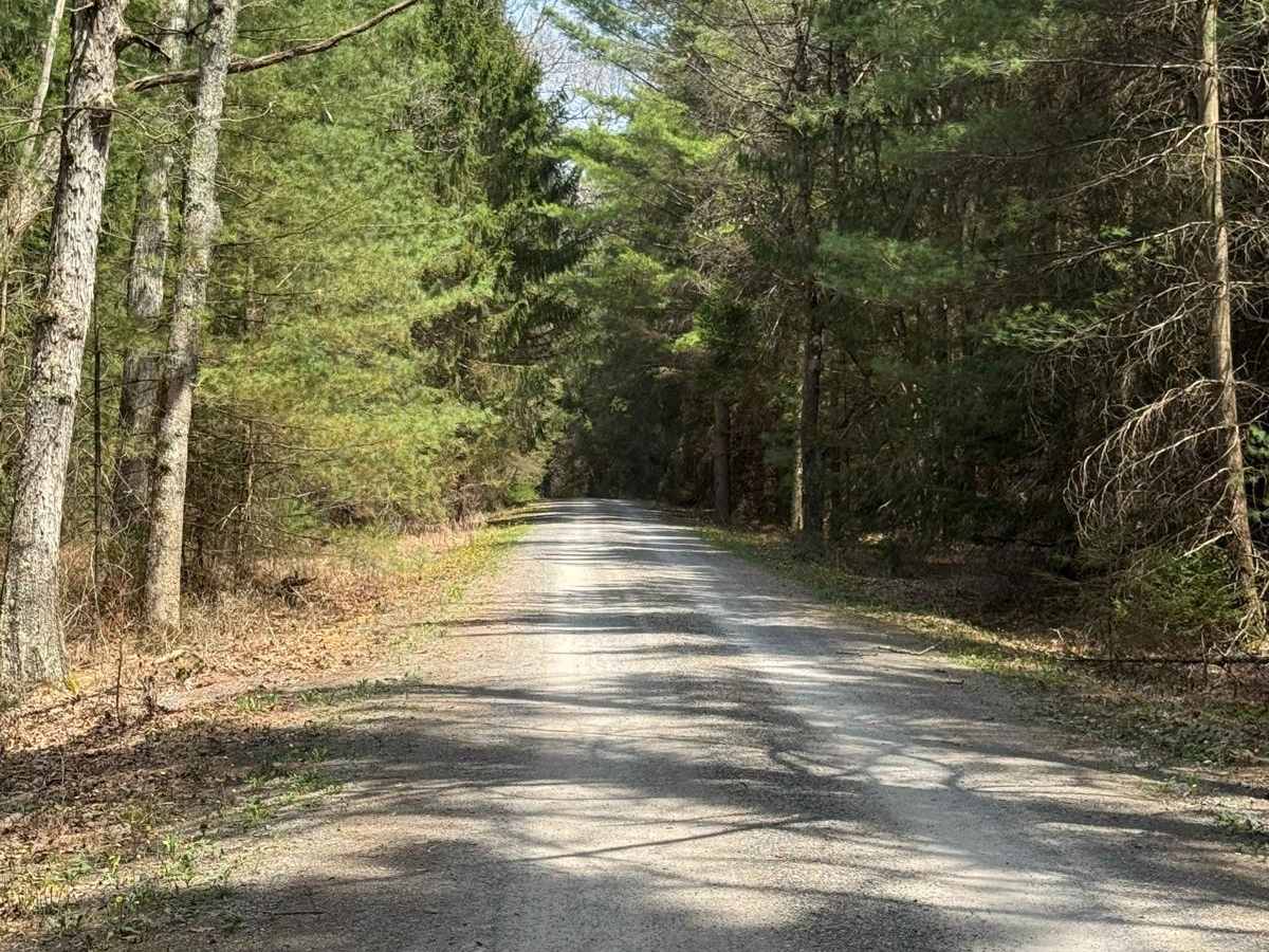 Narrow Gauge Road photo 3
