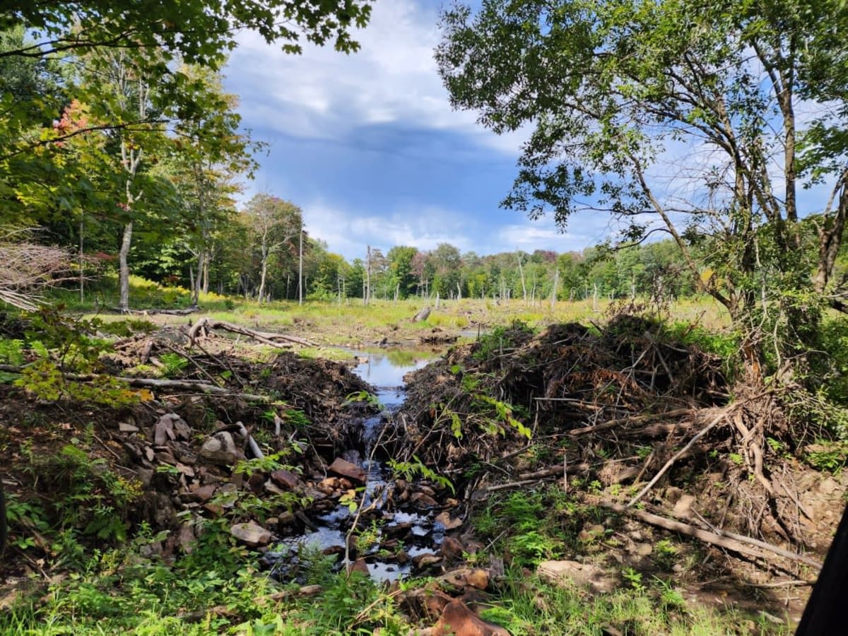 Michigan Mills Road photo 2