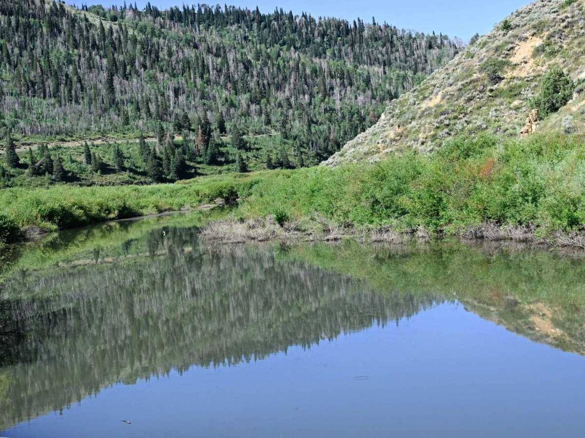 Bear Ridge - FS50008 trail photo