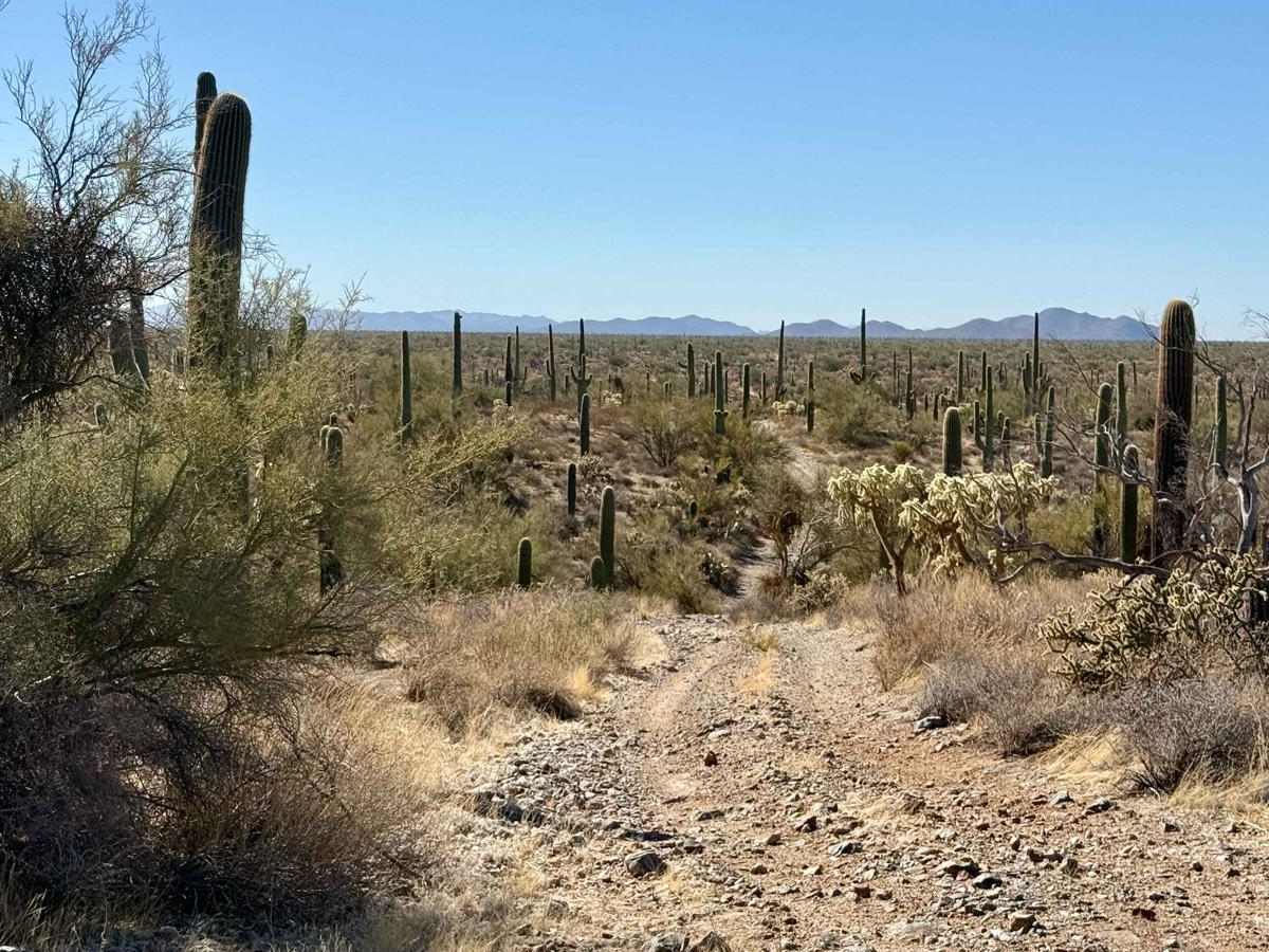 Palo Verde Pinstripes photo 6