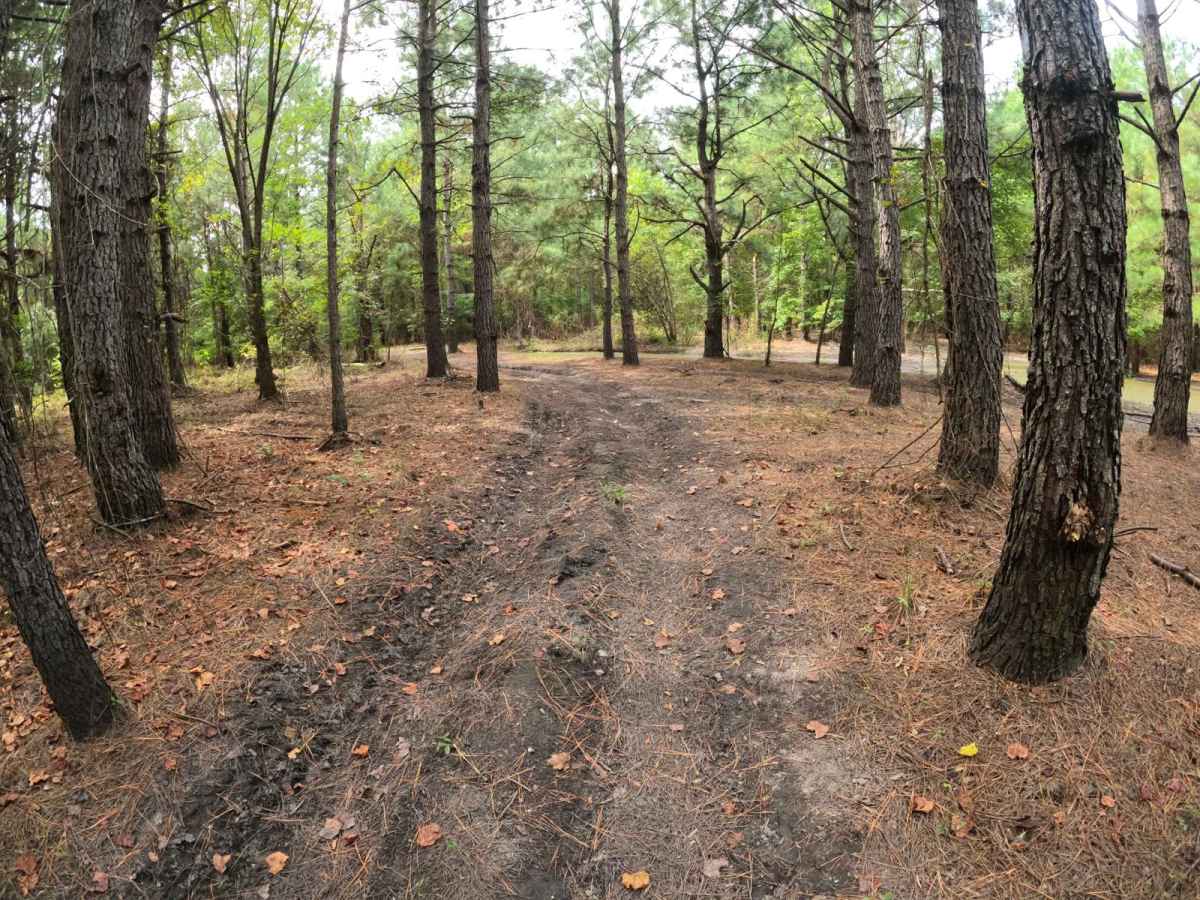 Laiklynn's Lane photo 4