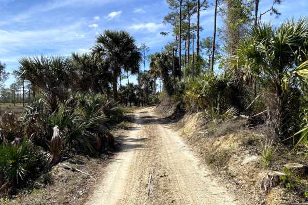 Road 1 - Babcock-Webb WMA