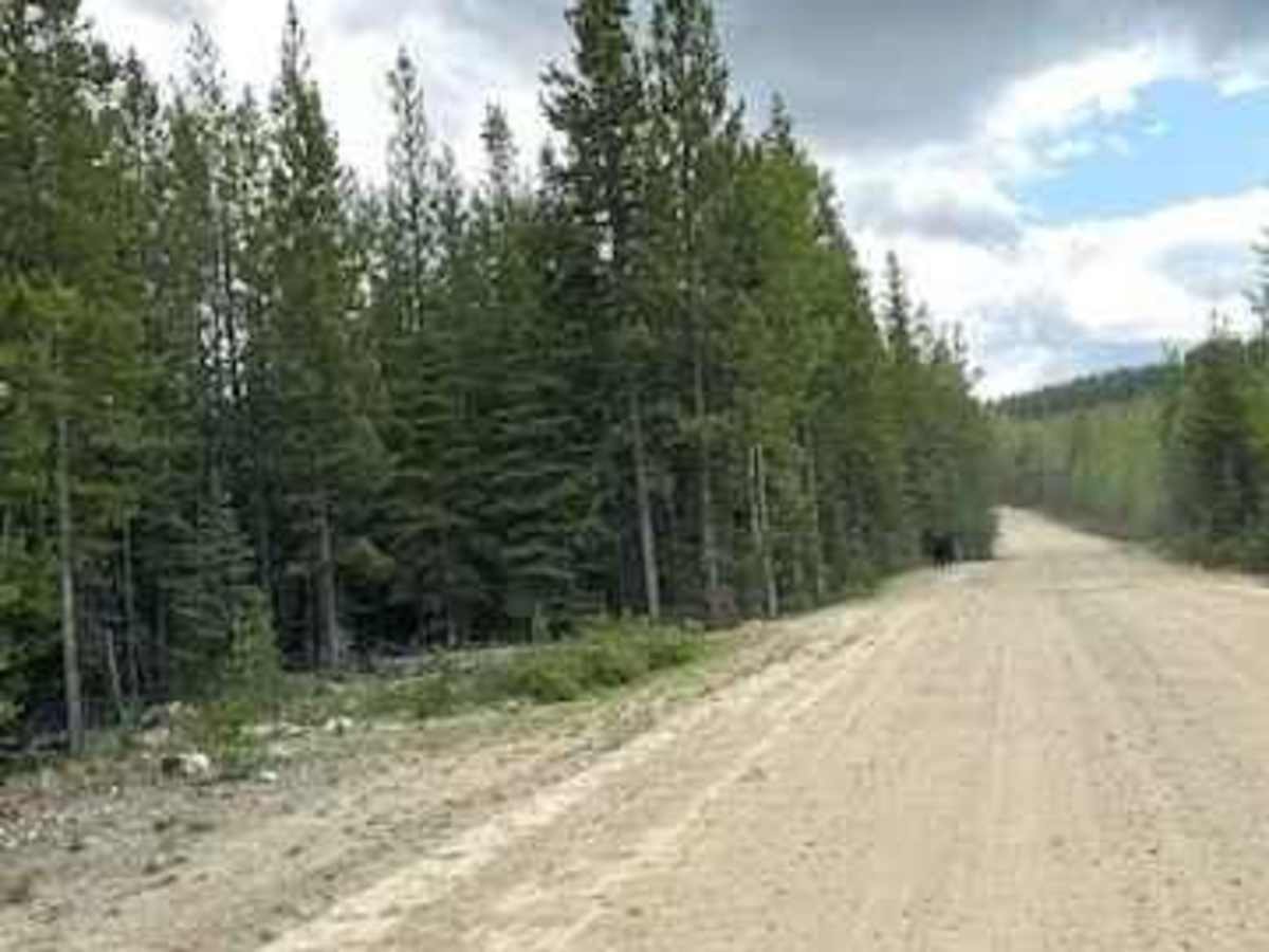 Stirling Creek/Old Joe FSR photo 2