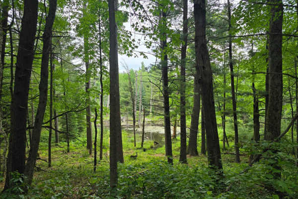 Ambrose Lake - Ogemaw Hills North