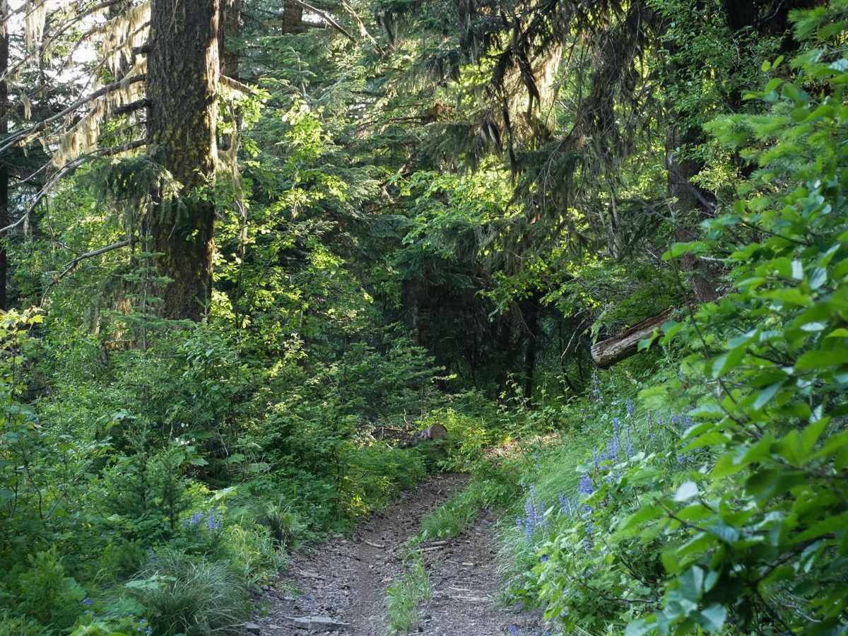 St Joe Divide NRT ATV (Kellogg Saddle to Dam Creek) photo 4
