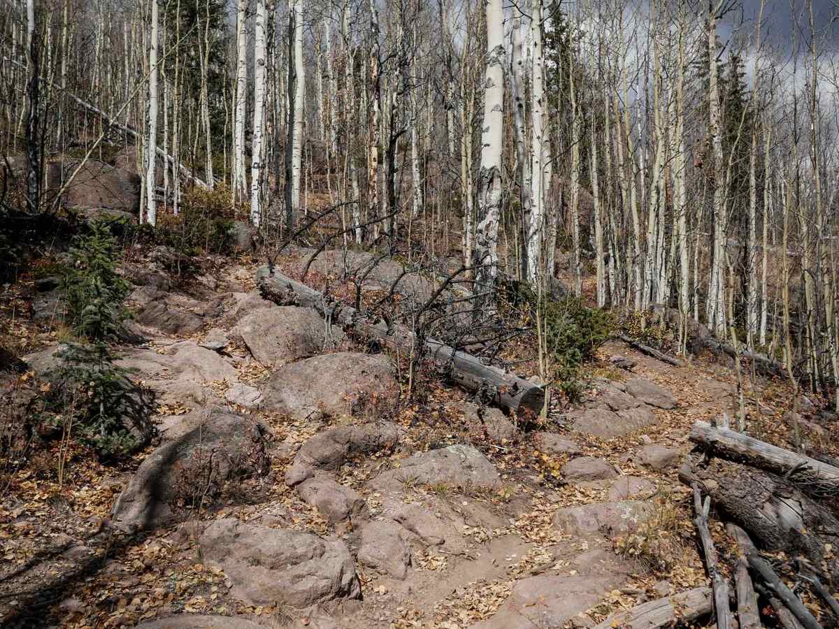 West Alder Trail - 798 photo 6