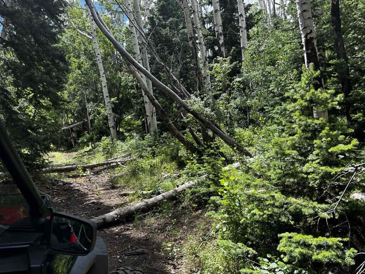 Trail - 55249 photo 5