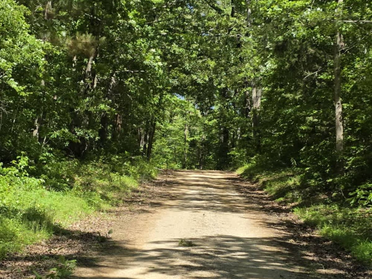 Cub Lake Trail photo 4