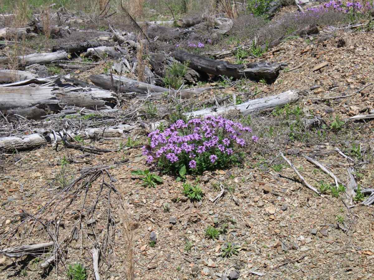 Spectacular View In Howard County WMA photo 6