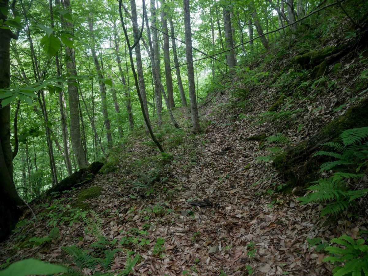 MV903 photo 5