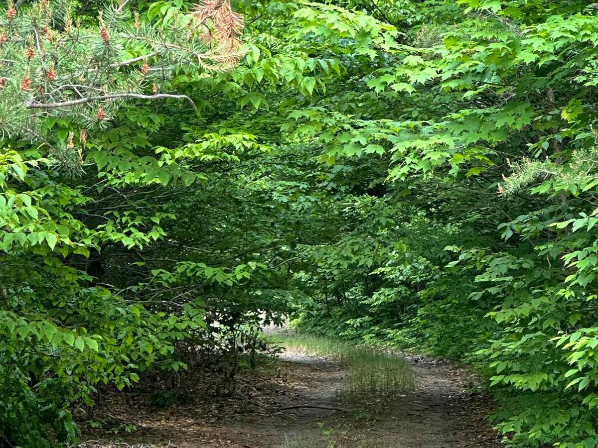South Pioneer Loop photo 3