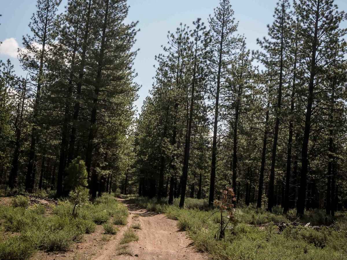 2 trail photo