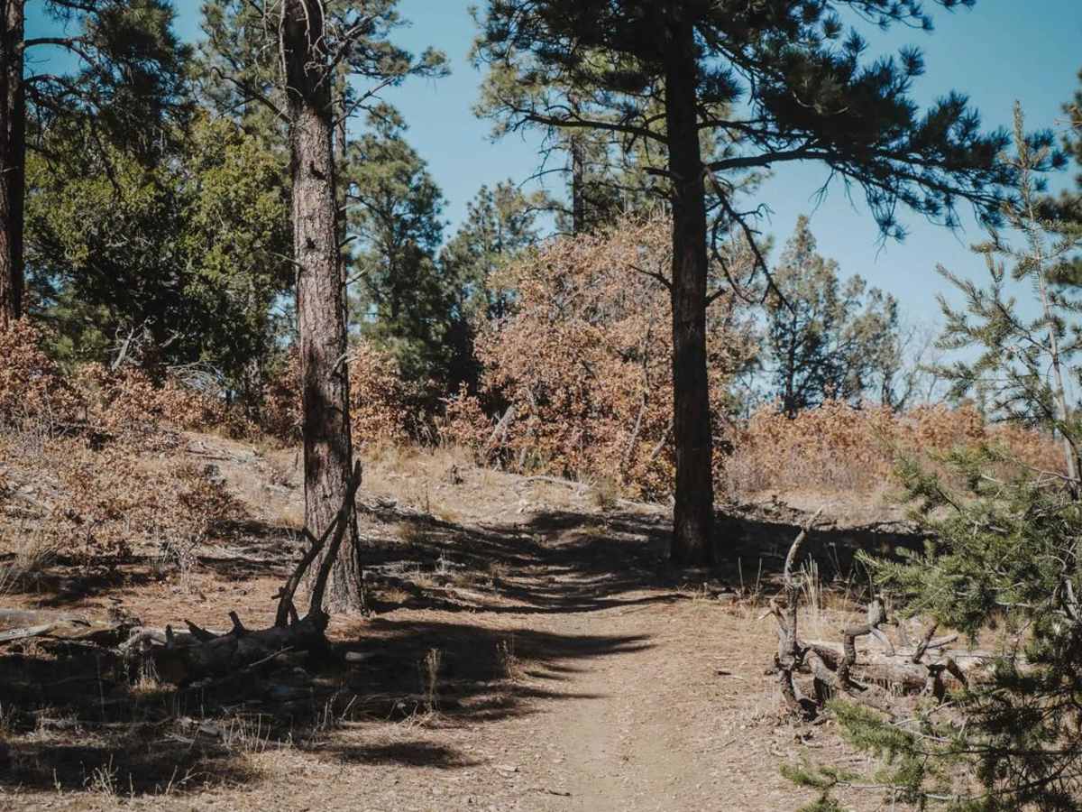 Pine Loop photo 3