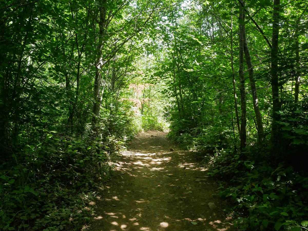 Rogers Camp Road #1 photo 3