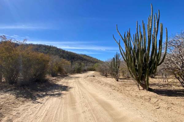 El Choro y Vinoramas