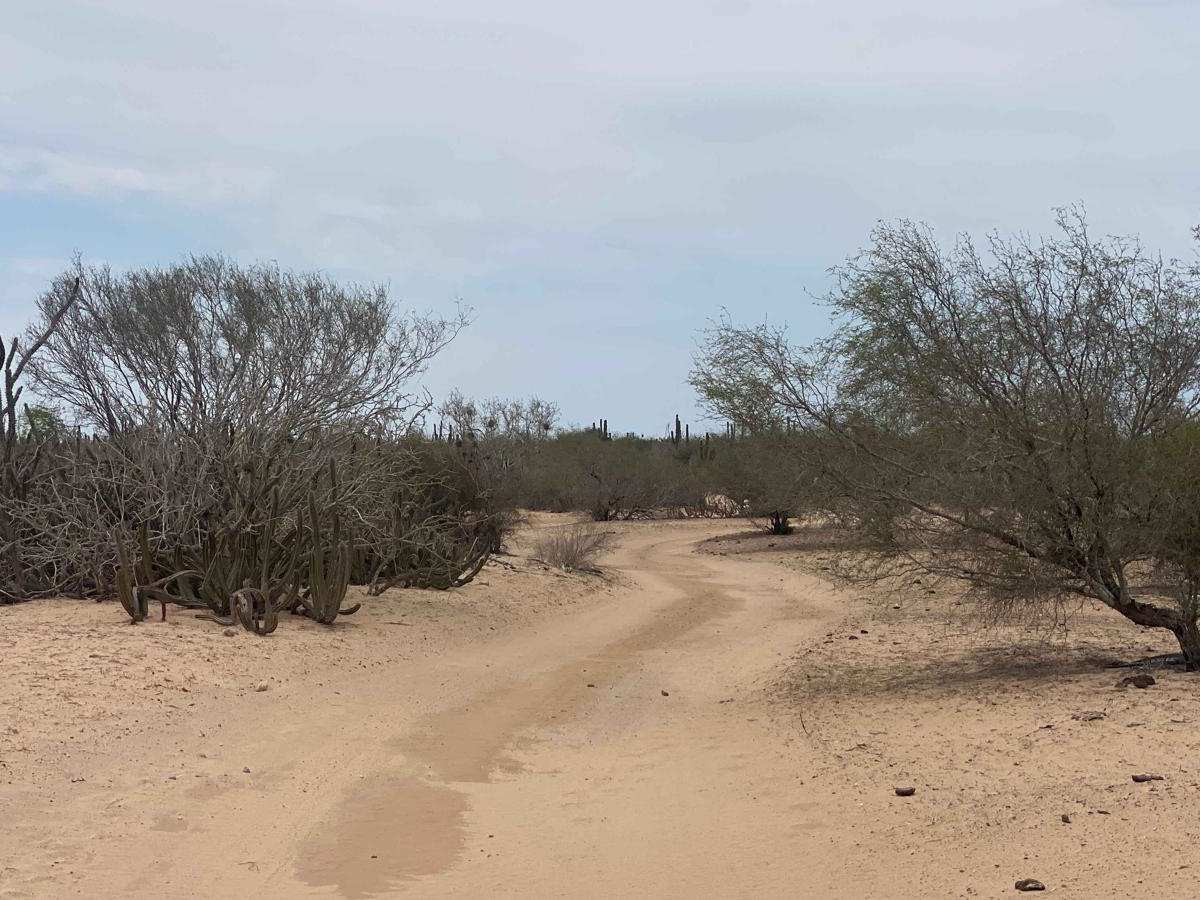 Campo de Camaron photo 3