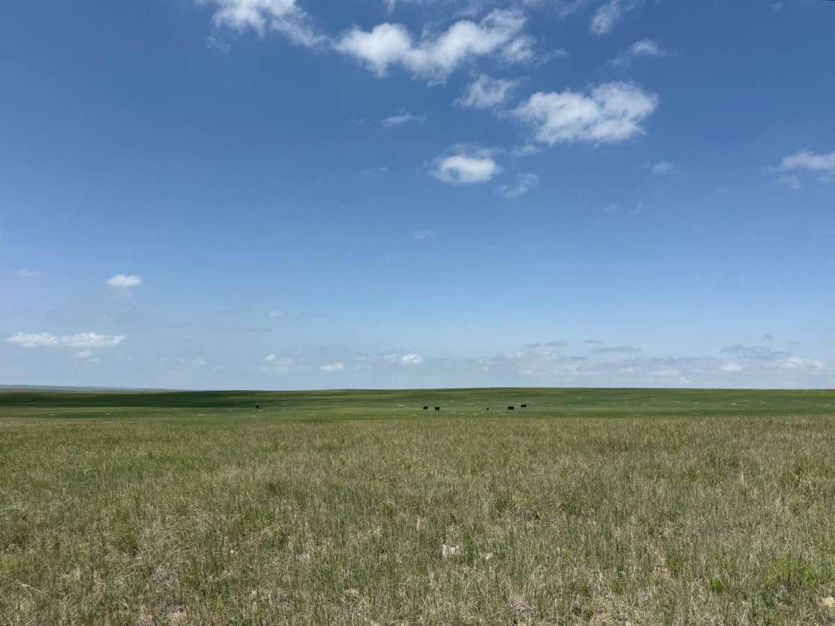 Prairie Dog - FR 925 photo 3