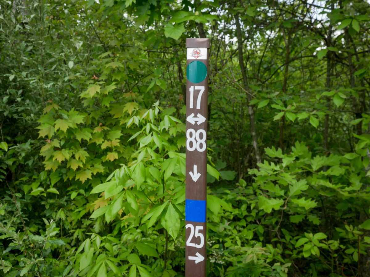OP 88 photo 5