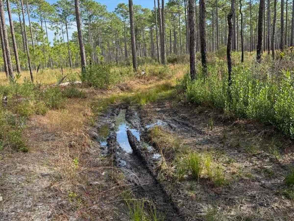 Pettiford Creek Trail 2 photo 6