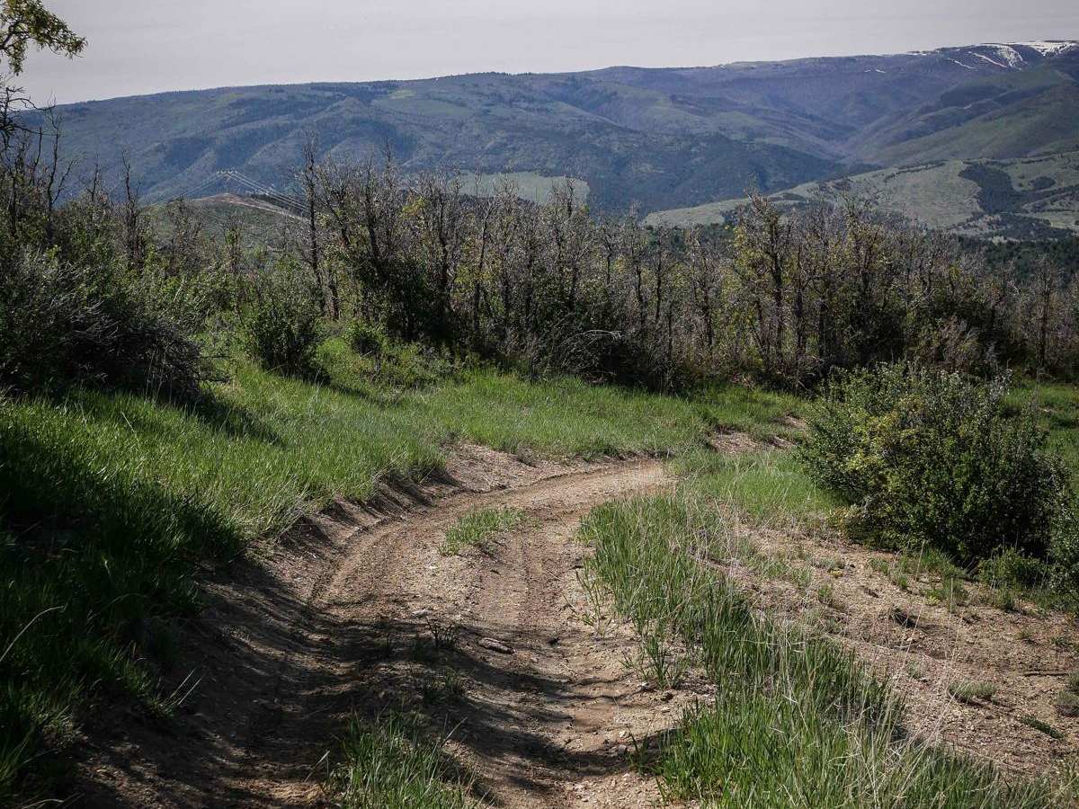 Sheep Creek Connector ATV Trail photo 4