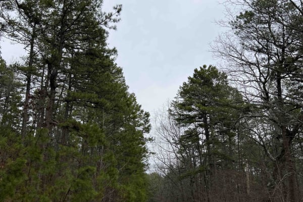 Bear Creek Mountain Road 773