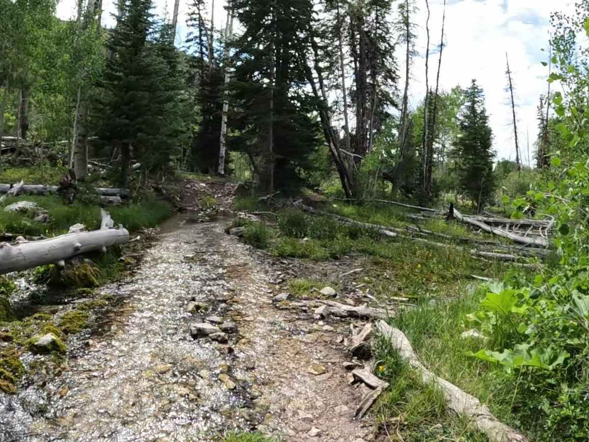 Harmon Trail photo 3