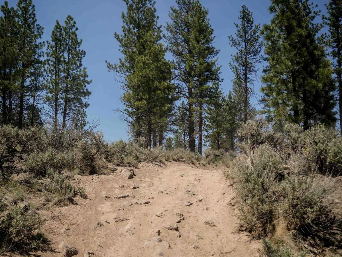 12 trail photo