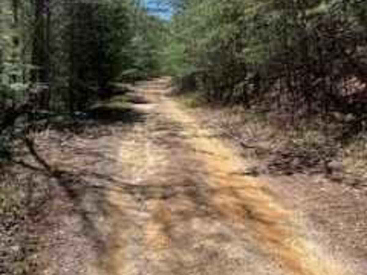 Bumpus Cove Trail - FS 190 trail photo