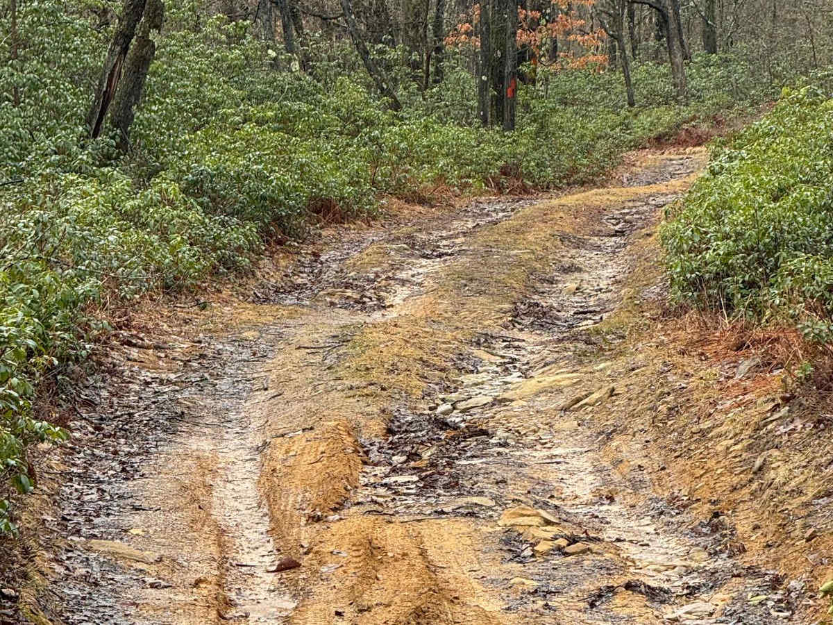 Eddy Lick Trail photo 4