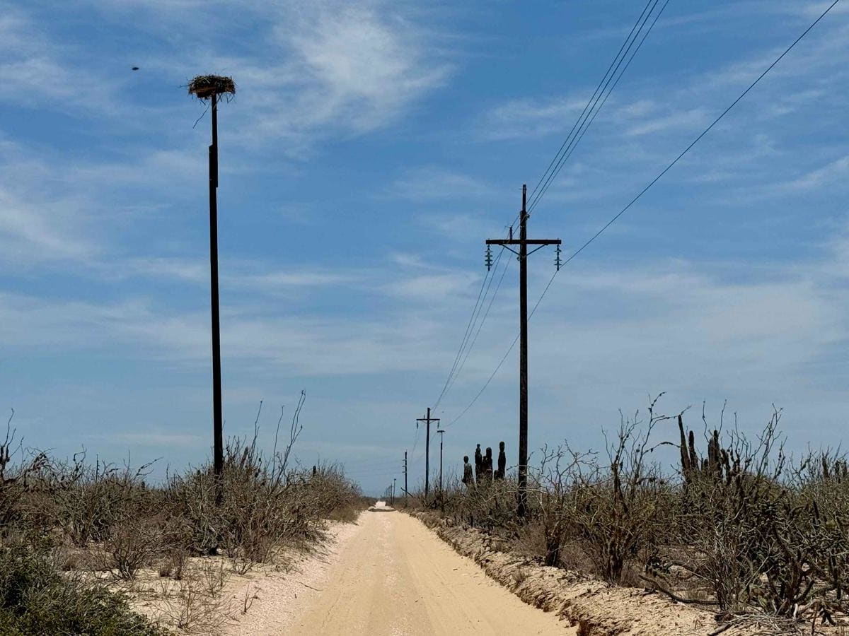 Powerline Road photo 5