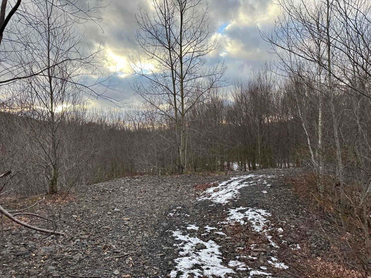 Locust Gap 13 photo 4