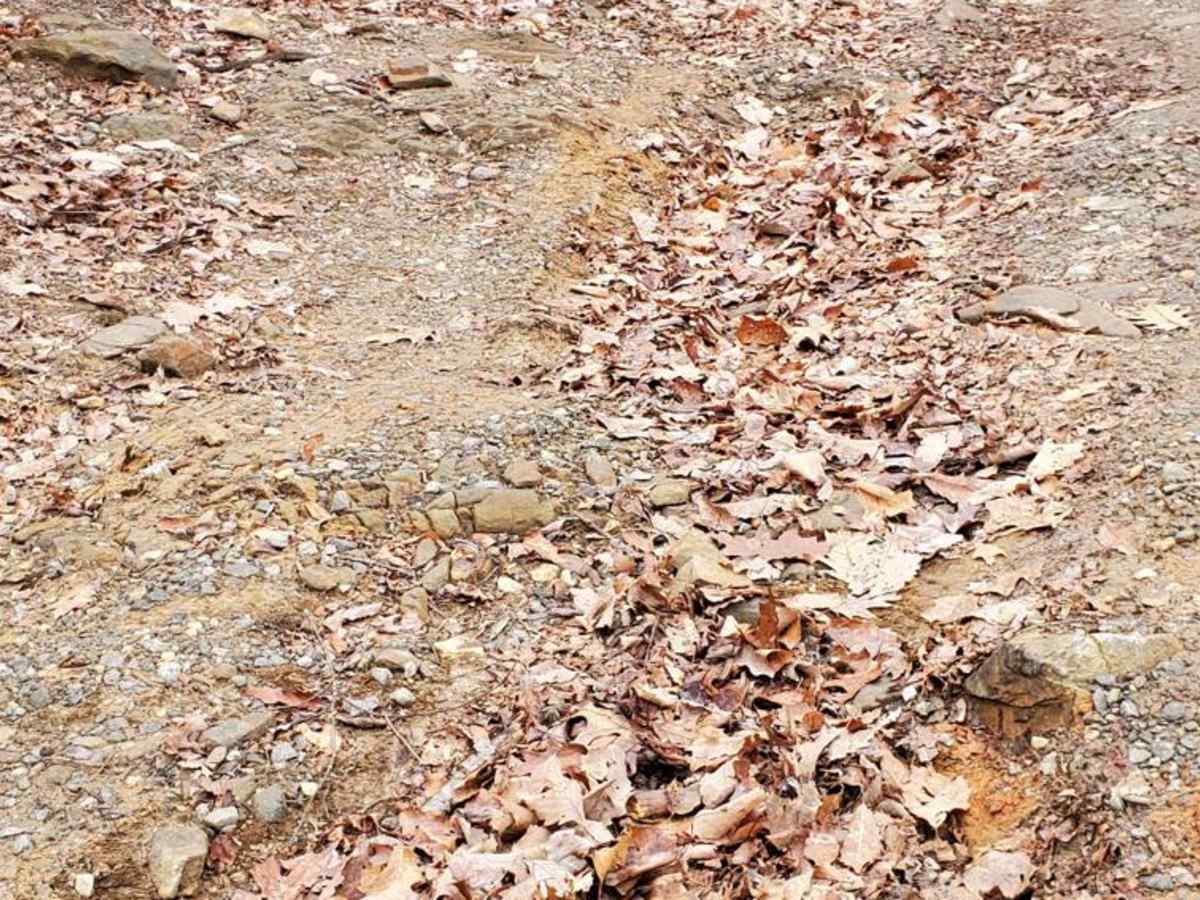 Hickorynut Gap - FSR 797 photo 3
