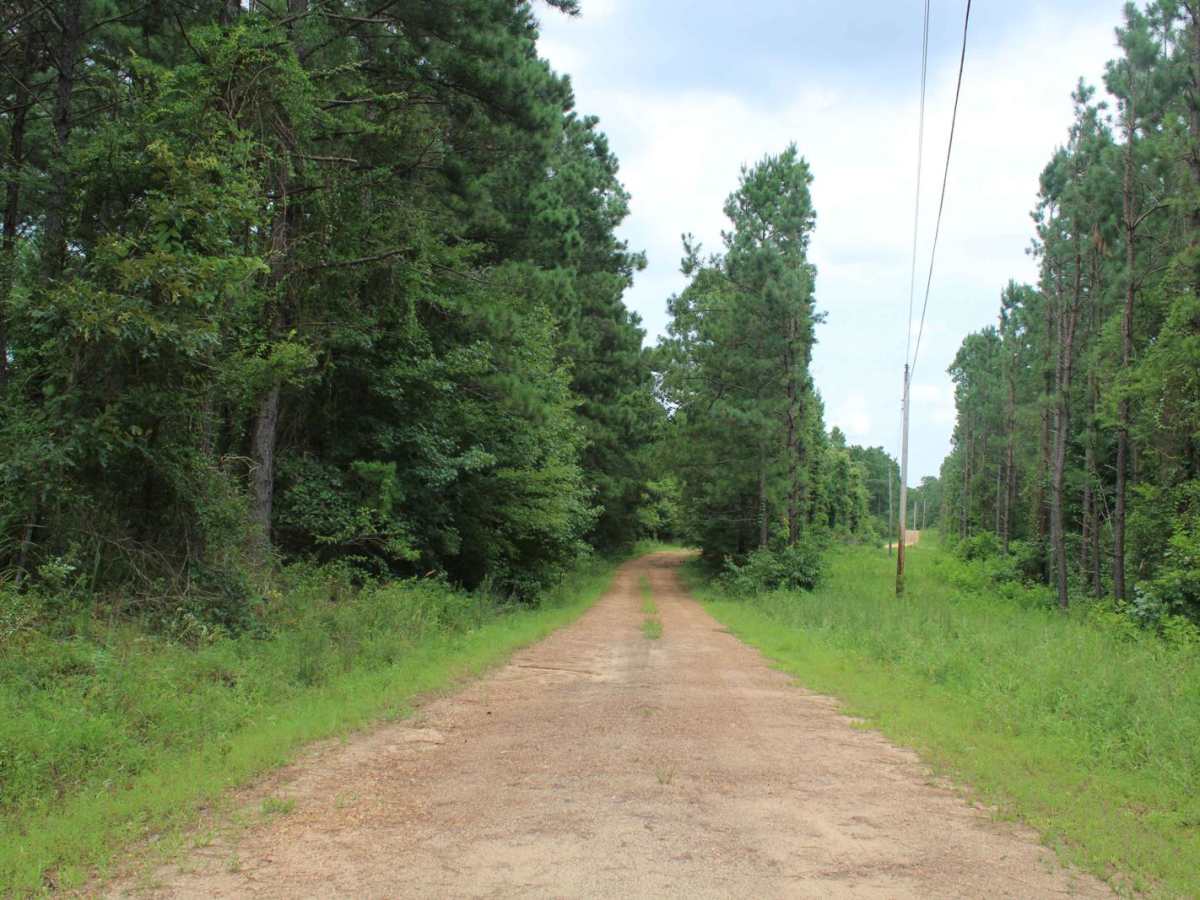 Potlatch Forest photo 4