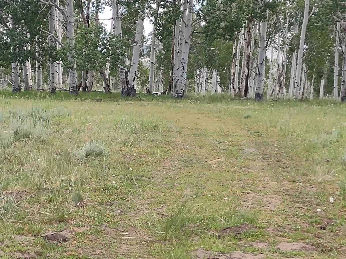 Papa Bear Spur Loop (FS 42453, 42449, 42450) photo 5