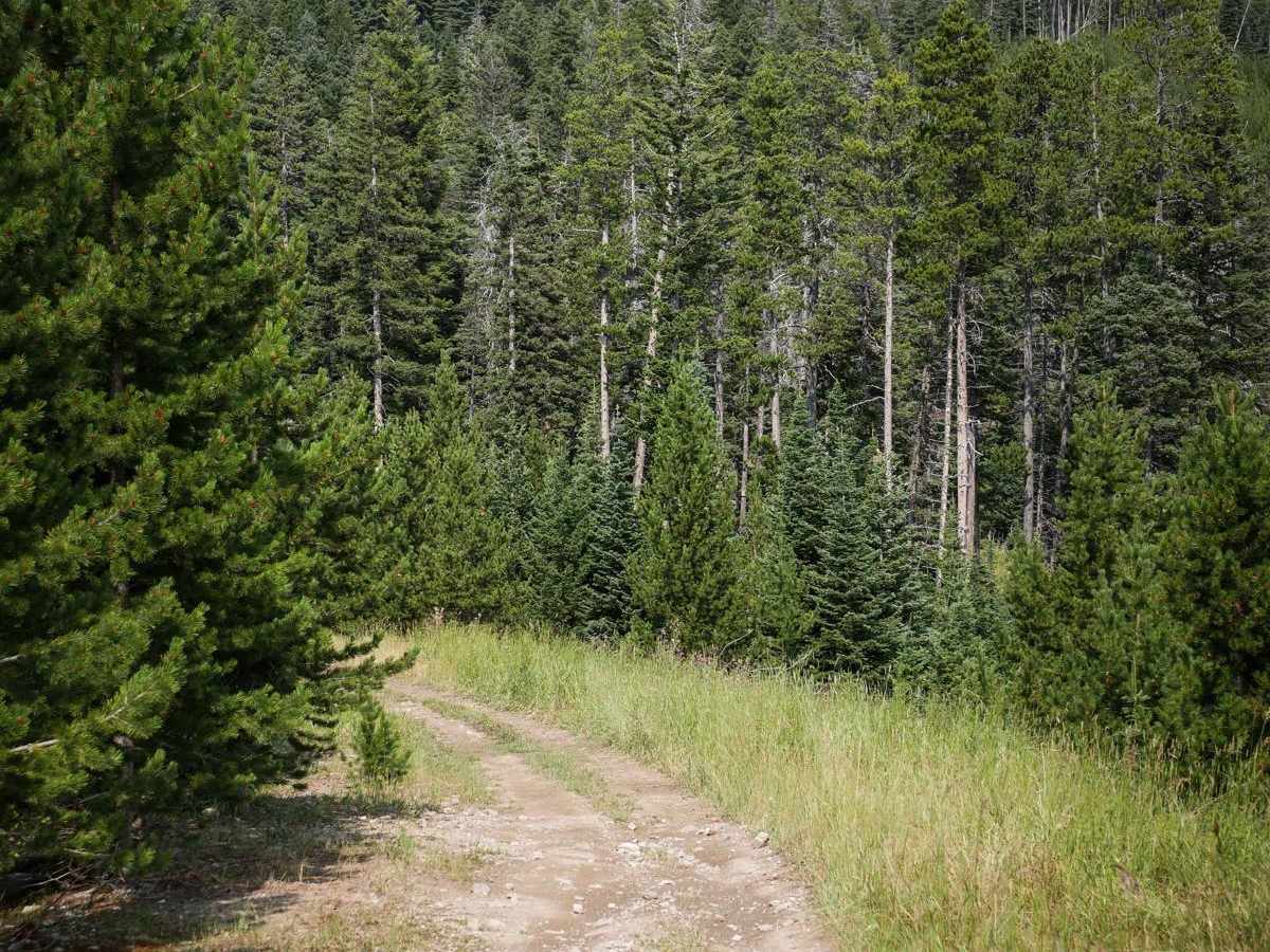 South Fork Flathead Creek photo 3